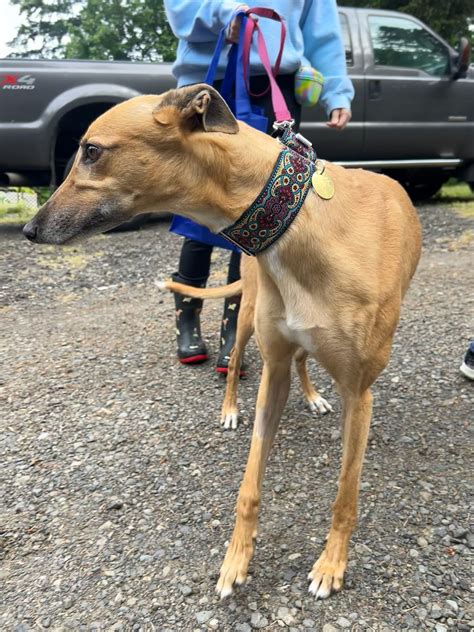 greyhound adoptions wa|Greyhound Pet Adoption Northwest.